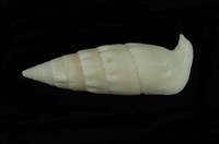 藏品(竹筍蟹守螺)的圖片